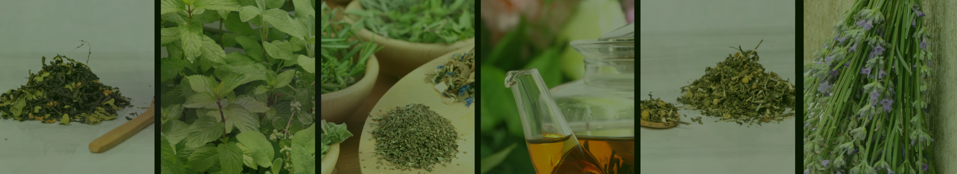 EarthEmpower Trading Co.: small changes and new ways of working